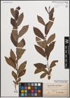 Foto von Salix cinerea L.